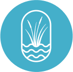 Outline of a plant in some water